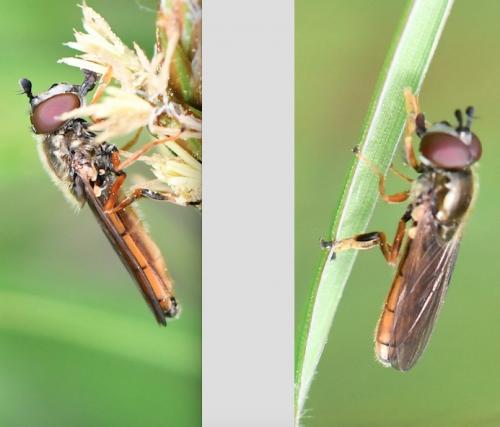 Platycheirus fulviventris